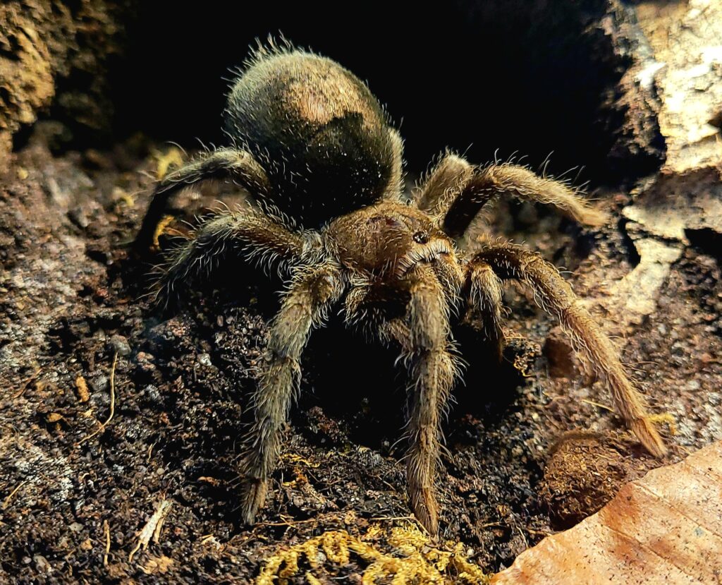 Günther